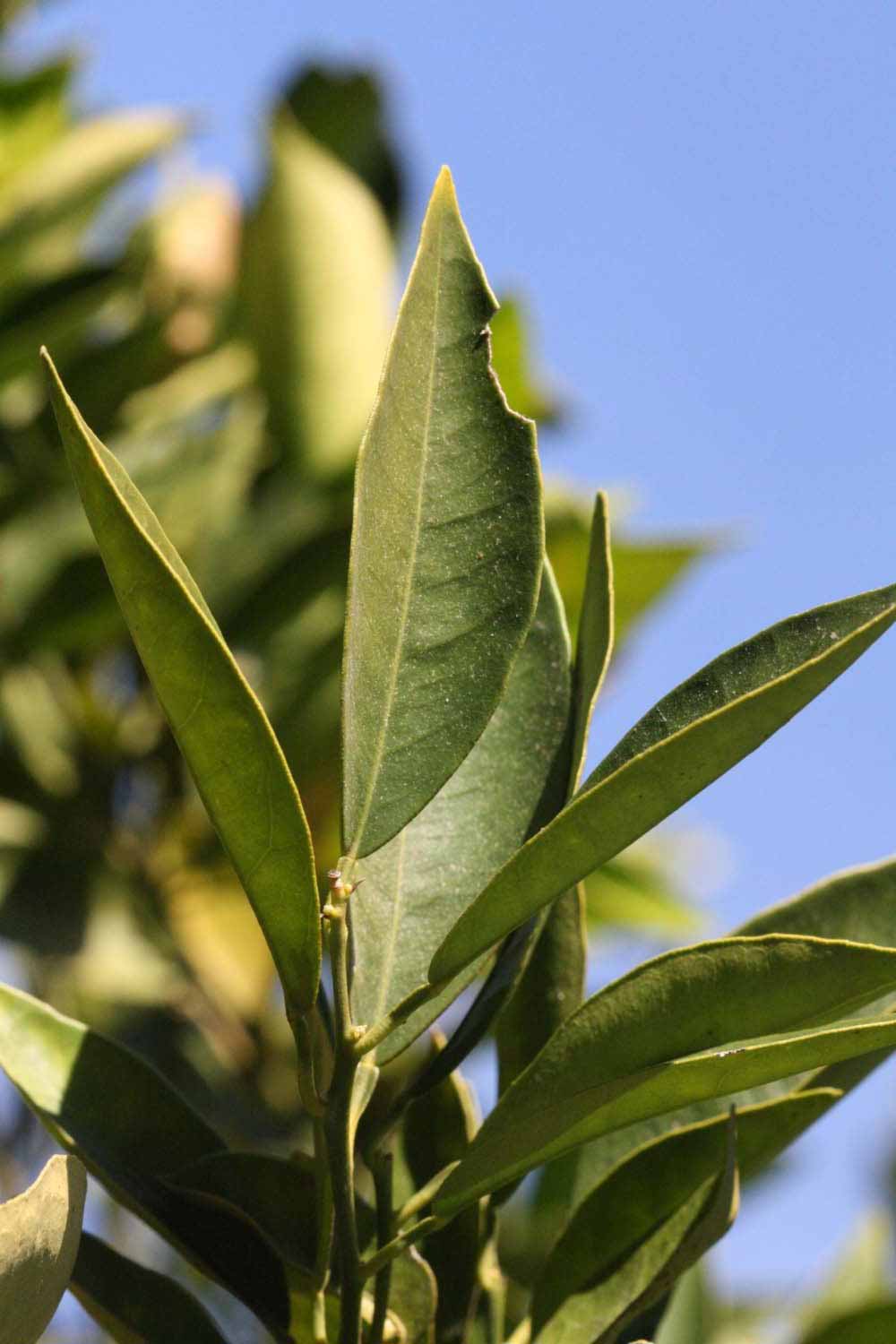            Sun leaves (Riverside, CA)   
